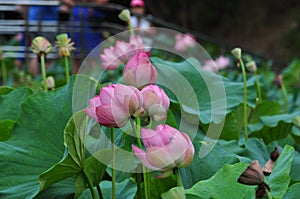 The thermal water lily from Felix Baths 21