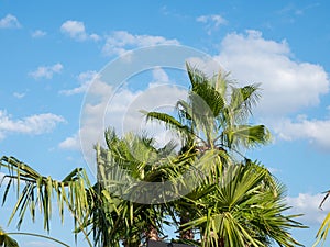 Therme Balotesti - some beautifoul palm trees with the sky with clouds in background photo