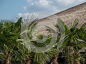 Therme Balotesti - some palm trees with the sky with clouds in background photo