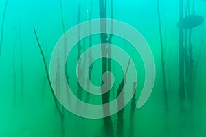 Thermocline cloud found in cold water diving creating layers of cloudy water.