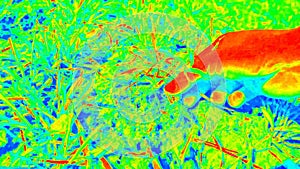 Thermography ultra violet scanning. Man hand yanks plant from humus clay. Quality check of wheat plant and roots.Hand touch plants