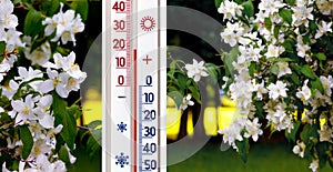The thermometer on a background of a bush with white flowers shows 20 degrees of heat. Warm spring and summer temperatures_