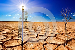 Thermometer on background with dead tree, cracked earth , drought, water crisis, world climate change, global warming