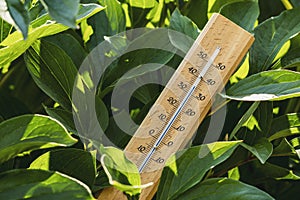 Thermometer between garden plants