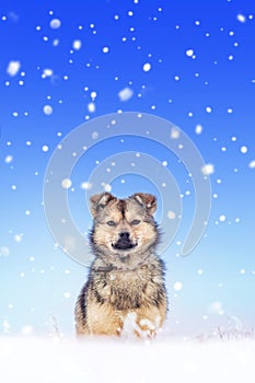 The thermometer lies in the snow and shows a subzero temperature. Weather forecast. Copy space_