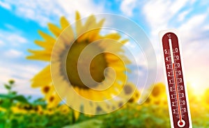 Thermometer shows hot weather on blur sunflower background