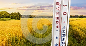 The thermometer shows plus 25 degrees on the background of a wheat field in summer. Summer weather forecast