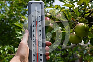 A thermometer in a woman's hand on the background of an apple tree.