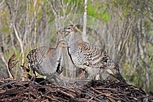 Thermometervogel, Malleefowl, Leipoa ocellata