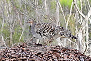 Thermometervogel, Malleefowl, Leipoa ocellata