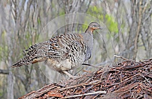 Thermometervogel, Malleefowl, Leipoa ocellata photo