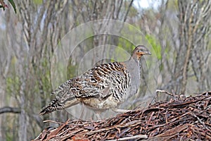 Thermometervogel, Malleefowl, Leipoa ocellata photo