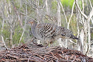 Thermometervogel, Malleefowl, Leipoa ocellata photo