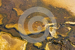 Thermophiles Yellowstone national park