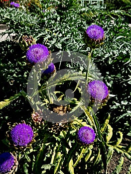 thermophilic perennial plant that reminds you of a thistle with which