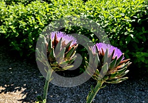 thermophilic perennial plant that reminds you of a thistle with which