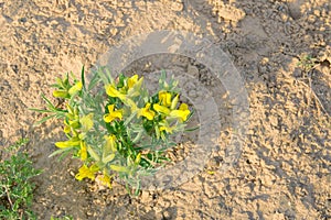 Thermopsis lanceolata