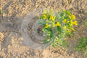 Thermopsis lanceolata