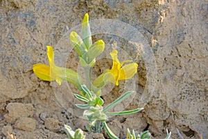 Thermopsis lanceolata