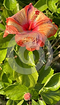 Thespesia grandiflora or Hawaiian Hibiscus or Juba Flower in my Garden