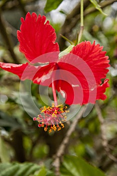 Thespesia grandiflora - maga. photo