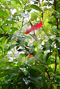 Thespesia grandiflora or Magicians Flower in the rain photo