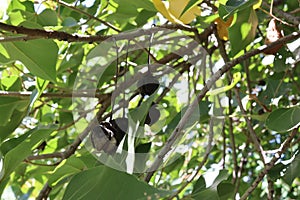 Thespesia populnea black fruits branch hanging on tree in the sea shore closeup. photo