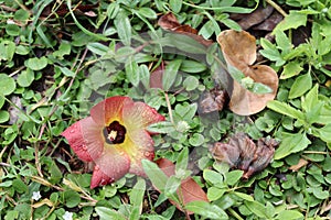 Thespesia populnea flower blooming falling on green grasses under the tree closeup near the sea side. photo