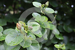 Thespesia populnea flower not bloom with green leaves closeup branch hanging on tree near the sea side. photo