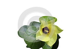 Thespesia populnea flower yellow blooming with green leaves isolated on white background closeup photo