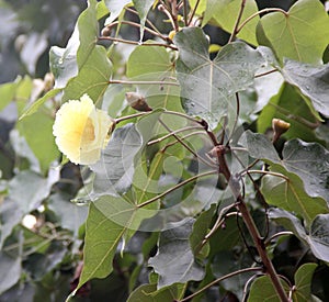 Thespesia populnea, Portia tree photo