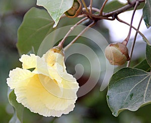 Thespesia populnea, Portia tree photo