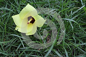Thespesia populnea yellow flower blooming falling on green grasses flooring closeup. photo