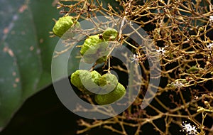 Thet teak seeds Tectona grandis, arranged in dense clusters at the end of the branches