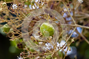 Thet teak seeds Tectona grandis, arranged in dense clusters at the end of the branches