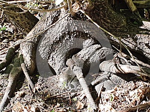 Thetree becomes the earth