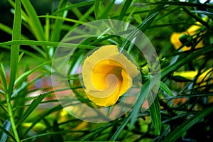 Thevetia peruviana blooming, yellow beautiful flower with bokeh background looks so charming and romantic