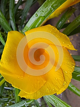The thevetia peruviana flower photo