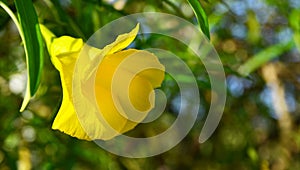 Thevetia peruviana or Yellow Oleander flower in the park of Tenerife,Canary Islands,Spain.Tropical plants concept