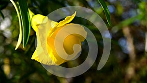 Thevetia peruviana or Yellow Oleander flower in the park of Tenerife,Canary Islands,Spain.Tropical plants concept