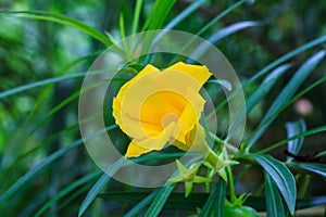 Thevetia peruviana or yellow oleander photo