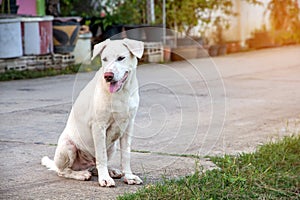 Theâ€‹ Close up portrait of a stray dog,vagrant dog