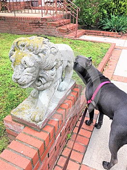 Power instinct dog statue lion photo