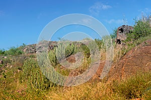 Thhor , Euphorbia caducifolia, the mascot of Thar desert, this multi-stemmed plant is often termed as cactus. Rao Jodha Desert