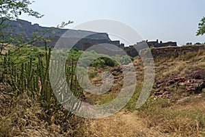 Thhor, Euphorbia caducifolia, the mascot of Thar desert,the multi-stemmed plant is often termed as cactus. Rao Jodha Desert Rock