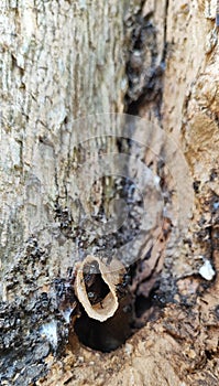 Thia is a type of honey bee that lives in hollow tree trunks photo