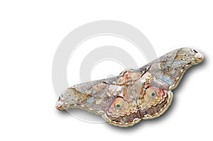 Thibet silk moth butterfly