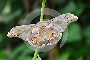 Thibet silkmoth butterfly