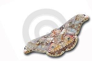 Thibet silkmoth butterfly