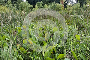 Thic aquatic vegetation in wetland